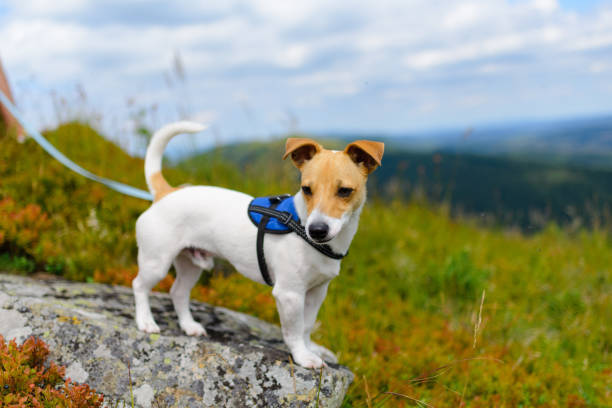 Must-Have Accessories for Jack Russell Terrier Owners
