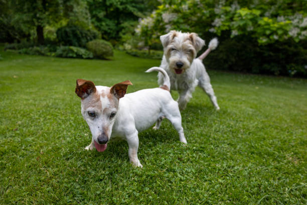 Understanding the Different Types of Jack Russell Terrier Coats