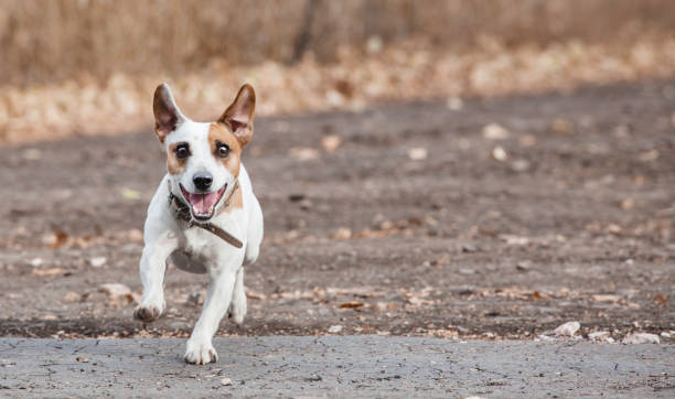 Jack Russell Terrier Personality Traits