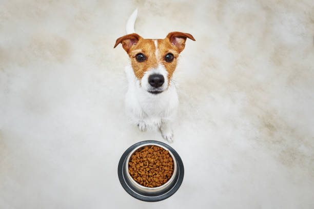 Best Diet for Whippet Jack Russell Mix