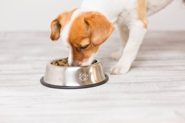 Feeding Your Jack Russell Terrier