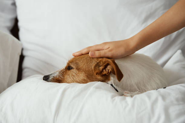 16 Things All Jack Russell Owners Must Remember
