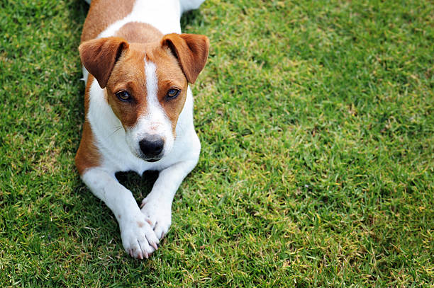 Identifying a Purebred Jack Russell Terrier