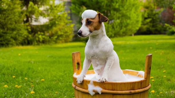 Bathing Tips to Help a Jack Russell Terrier Enjoy Baths Jack Russell Terriers are energetic and playful dogs that love to run and play. However, getting them to take a bath can be a challenging task for most pet owners. Jack Russell Terriers are known to be stubborn and have a strong will, which makes them difficult to handle during bath time. Fortunately, there are a few tips and tricks that pet owners can use to make bath time easier and more enjoyable for their Jack Russell Terrier. In this article, we will provide some helpful tips to make bath time a more pleasant experience for your Jack Russell Terrier. Understanding Jack Russell Terriers and Bathing Before we dive into the tips and tricks for bathing your Jack Russell Terrier, it's essential to understand why these dogs are so difficult to bathe. Jack Russell Terriers are bred to be independent and self-reliant dogs. They have a thick and wiry coat that helps them to stay warm and protected from the elements. This coat requires regular maintenance, which includes bathing, brushing, and trimming. However, Jack Russell Terriers are not fond of water, which makes them challenging to bathe. Tip 1: Start Young The best time to introduce your Jack Russell Terrier to bath time is when they are still a puppy. By starting young, you can gradually introduce your Jack Russell Terrier to the water and make it a positive experience. Start by using a warm, damp cloth to wipe your puppy down, and gradually introduce them to the water. Use a shallow tub, and fill it with warm water, and slowly introduce your puppy to the water. Use treats and positive reinforcement to reward good behavior and help your puppy associate bath time with positive experiences. Tip 2: Use a Good Quality Shampoo When bathing your Jack Russell Terrier, it's essential to use a good quality shampoo that is specifically formulated for dogs. Avoid using human shampoos, as they can be harsh and irritate your dog's skin. Choose a shampoo that is gentle on your dog's skin and coat, and that will help to remove dirt and debris without drying out their skin. Tip 3: Use Warm Water When bathing your Jack Russell Terrier, use warm water to make them feel comfortable and relaxed. The water should be warm enough to remove dirt and debris from their coat without being too hot or too cold. Be sure to test the water temperature before you begin bathing your dog, and adjust it accordingly. Tip 4: Brush Your Dog Before Bathing Before you begin bathing your Jack Russell Terrier, it's essential to brush their coat thoroughly. This will help to remove any tangles or mats, and make it easier to wash their coat. Use a soft-bristled brush or comb to remove any loose fur or dirt, and then proceed with the bath. Tip 5: Use Positive Reinforcement Positive reinforcement is a powerful tool that can help to make bath time a more pleasant experience for your Jack Russell Terrier. Use treats and praise to reward good behavior and help your dog associate bath time with positive experiences. Start by rewarding your dog for getting in the tub, and then gradually work up to washing their coat and drying them off. Tip 6: Be Gentle When washing your Jack Russell Terrier's coat, be gentle and avoid scrubbing too hard. Use a gentle, circular motion to massage the shampoo into their coat, and then rinse thoroughly. Be sure to avoid getting shampoo in your dog's eyes, ears, or nose, as this can cause irritation and discomfort. Tip 7: Dry Your Dog Thoroughly After bathing your Jack Russell Terrier, it's essential to dry them thoroughly. Use a towel to remove excess water and then use a blow dryer on a low heat setting to dry their coat. Be sure to keep the blow dryer moving, and avoid holding it too close to your dog's skin. Use a brush to fluff their coat as you dry them, and be sure to dry their paws and ears thoroughly. Tip 8: Keep Bath Time Short Jack Russell Terriers have a short attention span, and they can become restless and agitated if bath time takes too long. Keep bath time short and sweet, and try to finish within 10 to 15 minutes. This will help to keep your dog relaxed and prevent them from becoming too agitated. Tip 9: Make Bath Time a Regular Routine Making bath time a regular routine can help your Jack Russell Terrier become more comfortable with the process. Aim to bathe your dog once every two to three months, or as needed. This will help to keep their coat clean and healthy, and make bath time a regular and predictable part of their routine. Tip 10: Use a Professional Groomer If you're still having trouble bathing your Jack Russell Terrier, consider using a professional groomer. Professional groomers have experience working with dogs of all breeds, and they can provide expert advice and guidance on how to make bath time a more pleasant experience for your Jack Russell Terrier. Conclusion Bathing a Jack Russell Terrier can be a challenging task, but with the right tips and tricks, it can be a more pleasant and enjoyable experience for both you and your dog. Start by introducing your dog to bath time when they are still a puppy, and use positive reinforcement to reward good behavior. Use a good quality shampoo, warm water, and be gentle when washing your dog's coat. Keep bath time short, make it a regular routine, and consider using a professional groomer if needed. With these tips, you can help your Jack Russell Terrier enjoy bath time and keep their coat clean and healthy. FAQs How often should I bathe my Jack Russell Terrier? Aim to bathe your dog once every two to three months or as needed. What kind of shampoo should I use to bathe my Jack Russell Terrier? Use a good quality shampoo that is specifically formulated for dogs and gentle on your dog's skin and coat. Should I use a blow dryer to dry my Jack Russell Terrier's coat? Yes, use a blow dryer on a low heat setting to dry your dog's coat, and be sure to keep it moving and not hold it too close to your dog's skin. What if my Jack Russell Terrier still doesn't like bath time after trying these tips? Consider using a professional groomer who can provide expert advice and guidance on how to make bath time a more pleasant experience for your dog. Can I bathe my Jack Russell Terrier more often than once every two to three months? You can bathe your dog more often, but be sure not to overdo it, as it can strip their coat of natural oils and cause dryness and irritation. Additional Tips Here are some additional tips that can help make bath time a more enjoyable experience for your Jack Russell Terrier: Use a non-slip mat in the bathtub or shower to help prevent slips and falls. Use a hand-held shower nozzle to rinse your dog's coat thoroughly. Be sure to rinse all shampoo and conditioner from your dog's coat to prevent irritation. Use treats or toys to distract and reward your dog during bath time. Consider using a calming spray or essential oils to help your dog relax during bath time. Remember, every dog is different, and what works for one Jack Russell Terrier may not work for another. Be patient, and try different techniques to find what works best for you and your dog. Disclaimer: This article is for informational purposes only and should not be used as a substitute for professional veterinary advice. Always consult with a licensed veterinarian before attempting to bathe your Jack Russell Terrier or any other dog.