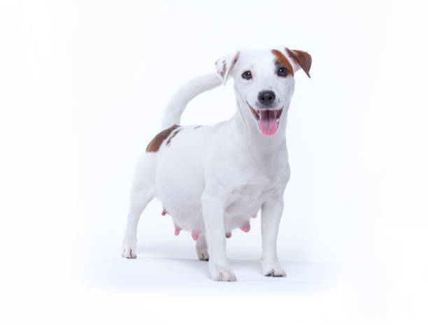 Pregnant Jack Russell Terrier: Important Things to Know