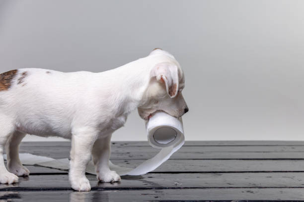 Toilet Training Your Jack Russell Terrier: 7 Tips