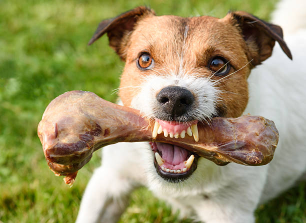 How to Stop Dog Food Aggression