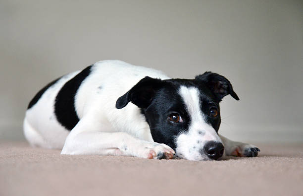 How to Manage Food Allergies in Jack Russell Terriers