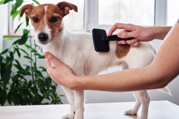 Brushing Made Easy for Jack Russell
