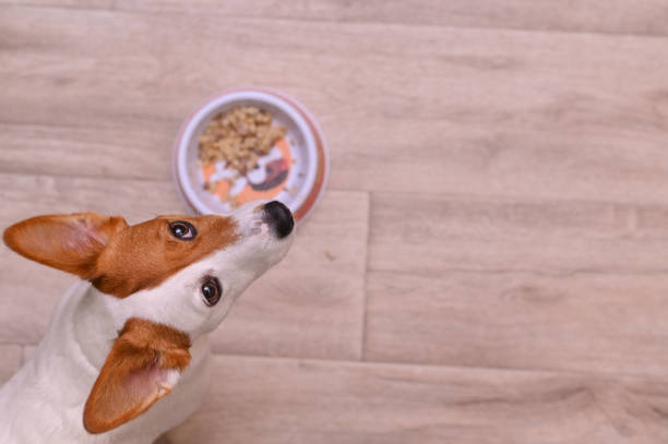Homemade Dog Food Recipes for Jack Russell Terriers