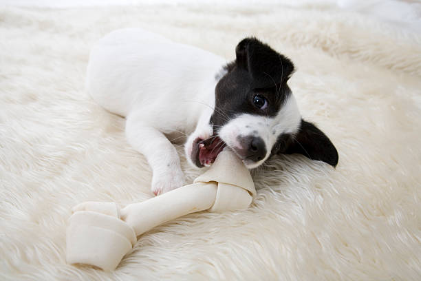 Long-Lasting Jack Russell Chews: The Ultimate Guide to Choosing Safe and Beneficial Chews for Your Dog