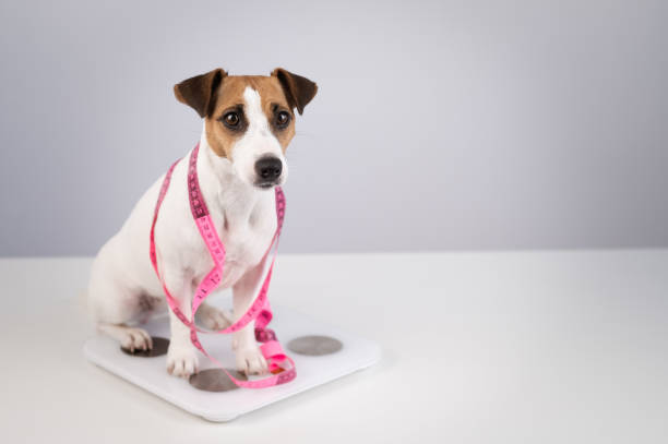 Managing Your Jack Russell Terrier's Weight