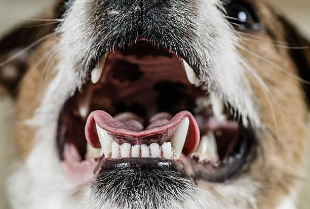 Jack Russell Terrier Dental Care