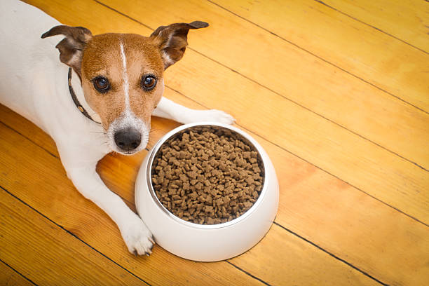 The Best Adult Dog Food for Jack Russell Terriers