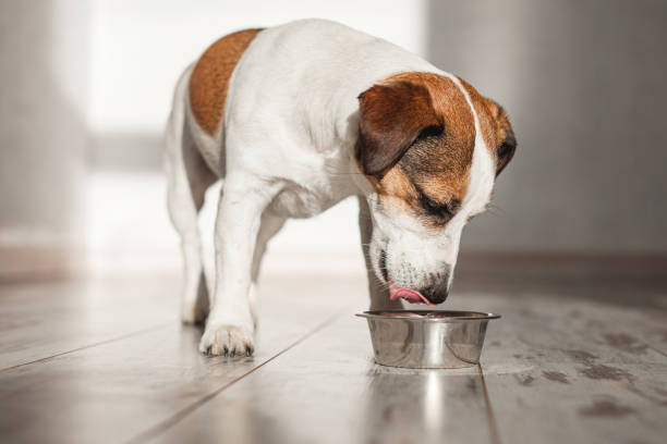 How Much Do You Feed a Jack Russell?