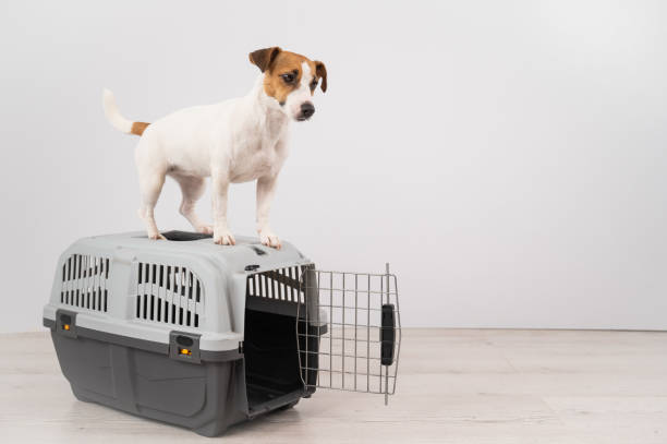 Comfortable Crates for Jack Russell Terriers