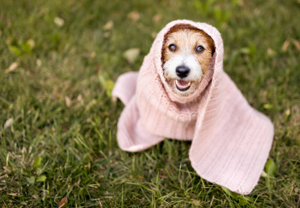 Jack Russell Terrier Warm Blankets