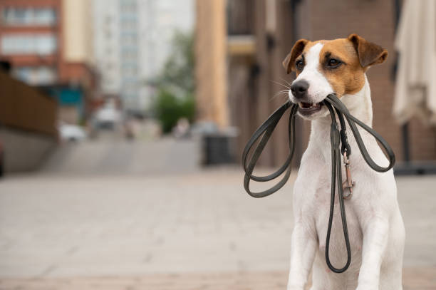 Outdoor Adventure Accessories for Jack Russell Terriers: Gear up for Exciting Explorations