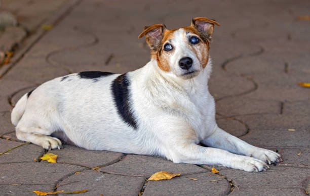 Feeding Your Senior Jack Russell Terrier: Tips and Guidelines