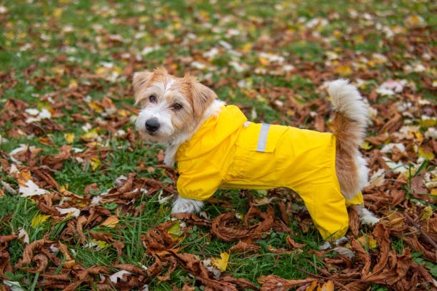 Protect Your Jack Russell Terrier with Waterproof Raincoats