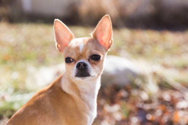 Chihuahua Jack Russell Mix: An Adorable and Energetic Companion