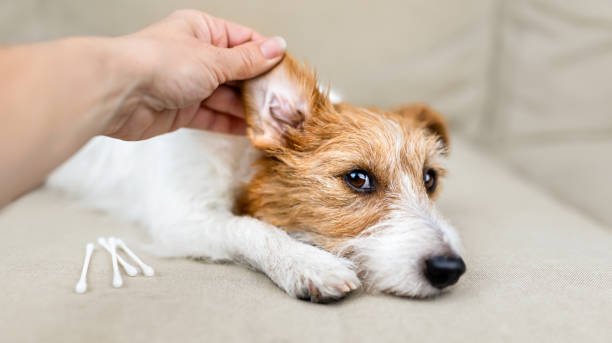Training a Deaf Jack Russell Terrier