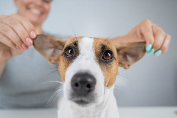 Training a Deaf Jack Russell Terrier: A Comprehensive Guide