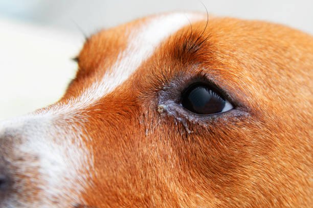 Jack Russell Terrier Eye Problems