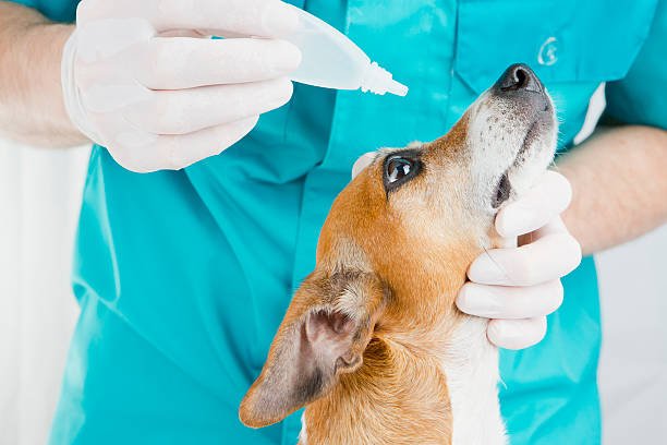 Jack Russell Terrier Eye Problems: Causes, Symptoms, and Care