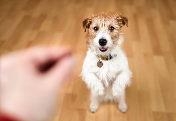 How To Train A Jack Russell Puppy 