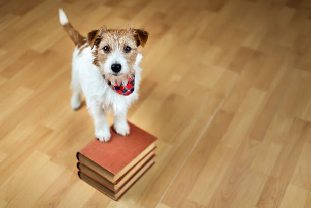 How To Train A Jack Russell Puppy 