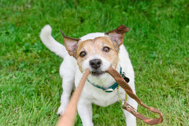 Stop Your Jack Russell from Running Away 