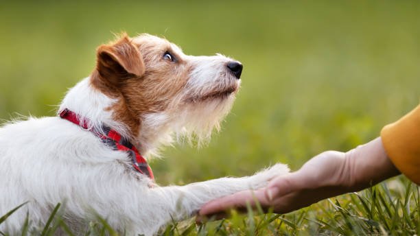 How to Stop Your Jack Russell from Running Away 