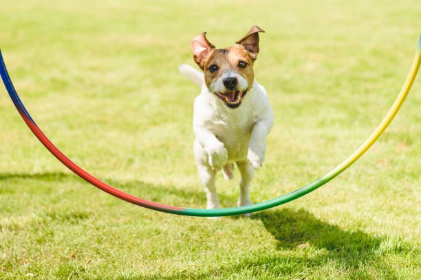 How to Stop Your Jack Russell from Running Away and Keep Them Safe