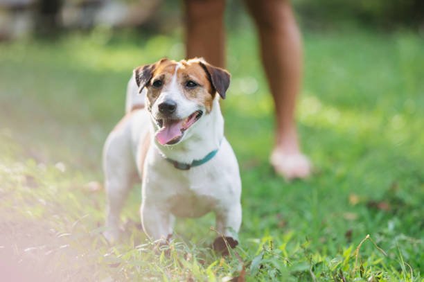 Jack Russell Terrier Energy Level: Unleashing the Ultimate Bundle of Energy