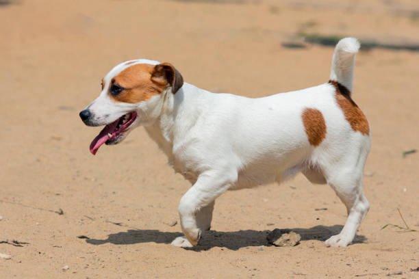 Jack Russell Teething and Biting Guide