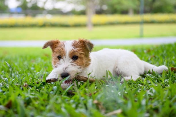 Jack Russell Teething and Biting Guide
